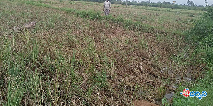 nagari news నీట మునిగిన పొలాలు, వరద తాకిడి
