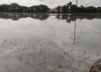 thottambedu news : భారీవర్షాలకు నీట మునిగిన వరి