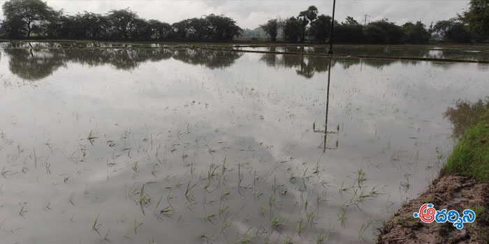 thottambedu news : భారీవర్షాలకు నీట మునిగిన వరి