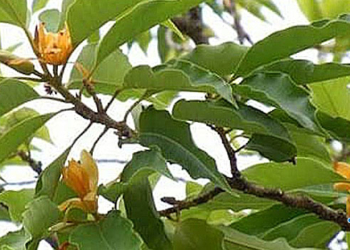 తిరుమలక్షేత్రం ‘స్థలవృక్షం’గా సంపంగి మొక్క