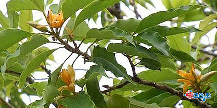 తిరుమలక్షేత్రం ‘స్థలవృక్షం’గా సంపంగి మొక్క