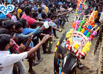 పల్లెసీమల్లో అప్పుడే మొదలైన తెలుగు జల్లికట్టు!