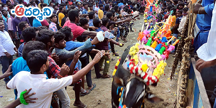 పల్లెసీమల్లో అప్పుడే మొదలైన తెలుగు జల్లికట్టు!