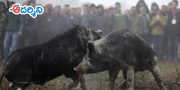 అయితే కోడి.. కాకపోతే పంది.. గెట్ రెడీ!