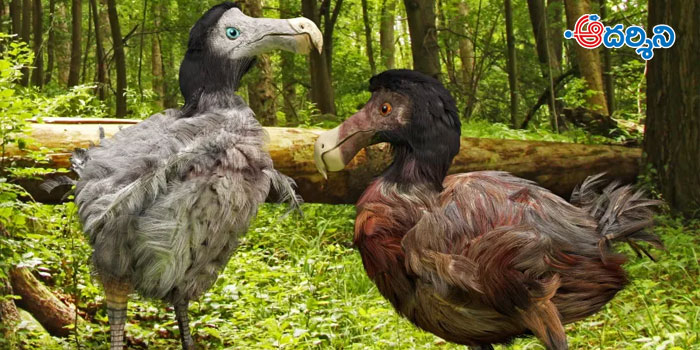 ద్విభాష్యం రాజేశ్వరరావు: ‘ఏజ్ డెడ్ ఏజ్ డోడో’ (As dead as DoDo)