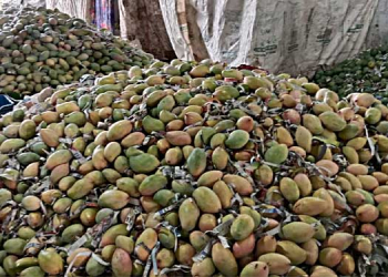 తోతాపురి ధరల పాతాళం… పాలకుల నిర్వేదం